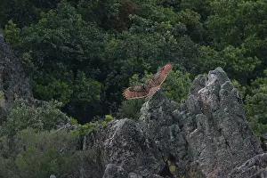 Crepuscular: Adult European / Eurasian Eagle OWL - hunting for