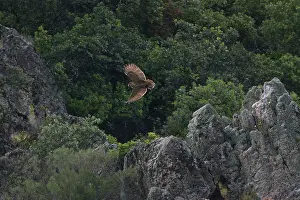 Crepuscular: Adult European / Eurasian Eagle OWL - hunting for