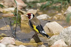 Goldfinches: Adult European Goldfinch drinking at running water