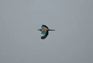 Rollers: Adult European Roller - in flight in April