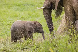 Adult female African elephant (Loxodonta africana) with 4