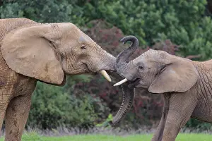 Sport: An adult female African elephant (Loxodonta africana) wrestles with her male calf on a meadow at the edge of a forest