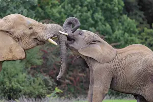 Sport: An adult female African elephant (Loxodonta africana) wrestles with her male calf on a meadow at the edge of a forest