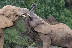 Sport: An adult female African elephant (Loxodonta africana) wrestles with her male calf on a meadow at the edge of a forest