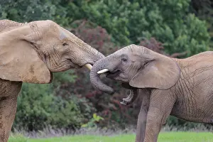 Sport: An adult female African elephant (Loxodonta africana) wrestles with her male calf on a meadow at the edge of a forest