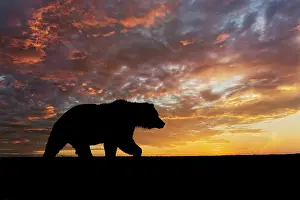 Grizzly: Adult female Alaskan brown bear silhouetted at sunrise along