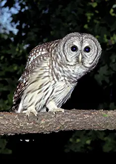 Varia: Adult Female Barred Owl (Strix varia)
