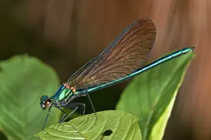Damselfly: Adult female of beautiful demoiselle (Calopteryx virgo) resting on leaves, Liguria, Italy