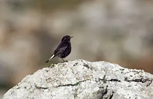 Wheatears: Adult Female Black Wheatear - On rock