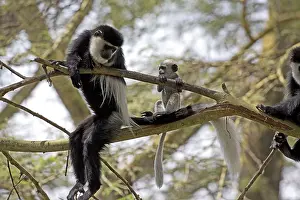 Naivasha: Adult female Black and White Colobus monkey with