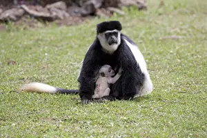 Naivasha: Adult female Black and White Colobus monkey Colobus