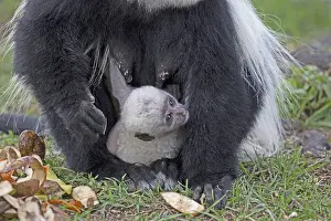 Naivasha: Adult female Black and White Colobus monkey Colobus