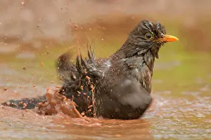 Borders: Adult female Blackbird (Turdus merula) splashing