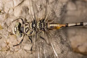Dragonflies: Adult female of bladetail (Lindenia tetraphylla), close-up