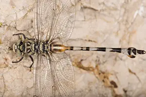 Dragonflies: Adult female of bladetail (Lindenia tetraphylla)