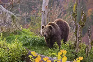 Common Brown Bears: An adult female brown bear (Ursus arctos arctos) walks on a