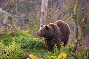 Common Brown Bears: An adult female brown bear (Ursus arctos arctos) walks on a hilly terrain with trees and rocks