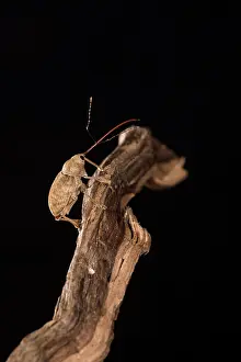 Weevil: Adult female of chestnut weevil (Curculio elephas)