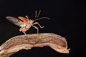 Taking: Adult female of chestnut weevil (Curculio elephas)