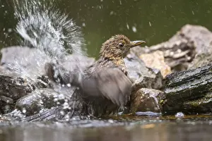Merula: Adult female Common Blackbird (Turdus merula) b