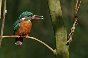 Full Length: Adult female of Common Kingfisher resting on branch, Lombardy, Italy