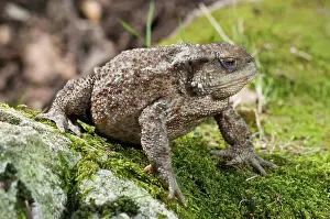 Tuscany: Adult female of the Common Toad (Bufo bufo) walking on rock covered with moss