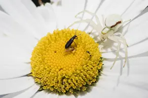 Prosoma: Adult female of crab spider (Misumena vatia)