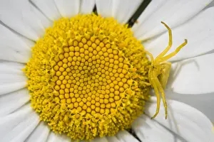 Prosoma: Adult female of crab spider (Thomisus onustus)