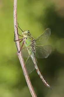 Imperator: Adult female of Emperor dragonfly (Anax imperator) resti
