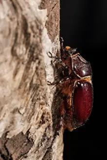 Scarabaeidae: Adult female of European rhinoceros beetle (Oryctes