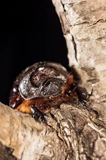 Scarabaeidae: Adult female of European rhinoceros beetle (Oryctes
