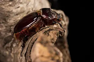 Scarabaeidae: Adult female of European rhinoceros beetle (Oryctes