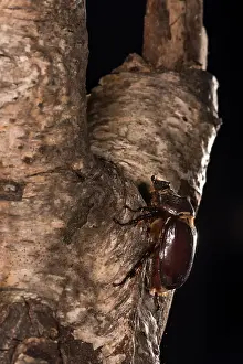 Scarabaeidae: Adult female of European rhinoceros beetle (Oryctes