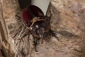 Scarabaeidae: Adult female of European rhinoceros beetle (Oryctes