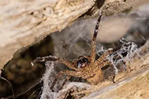 Araneae: Adult female of false lycosa (Zoropsis spinimana)