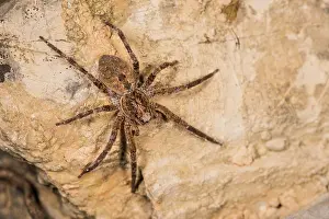 Araneae: Adult female of false lycosa (Zoropsis spinimana)
