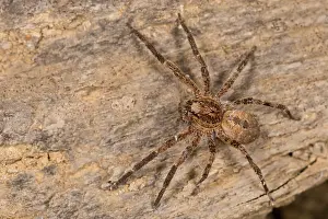 Araneae: Adult female of false lycosa (Zoropsis spinimana)
