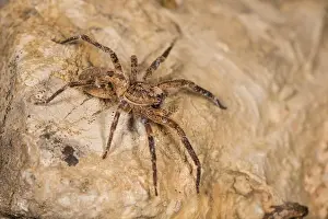 Araneae: Adult female of false lycosa (Zoropsis spinimana) descending