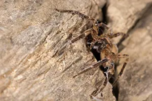 Araneae: Adult female of false lycosa (Zoropsis spinimana) emerges fr