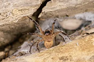 Araneae: Adult female of false lycosa (Zoropsis spinimana) in threate