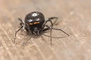 Prosoma: Adult female of false widow spider (Steatoda paykulliana