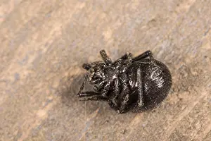 Prosoma: Adult female of false widow spider (Steatoda paykulliana