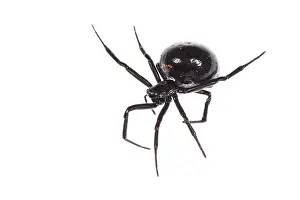 Prosoma: Adult female of false widow spider (Steatoda paykulliana