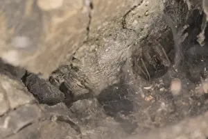 Funnel: Adult female of funnel-web weaver (Tegenaria