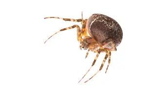Diadematus: Adult female of garden spider (Araneus diadematus)