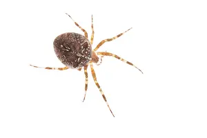 Diadematus: Adult female of garden spider (Araneus diadematus)