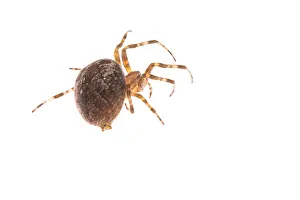 Diadematus: Adult female of garden spider (Araneus diadematus)