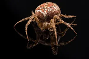Spiders: Adult female of garden spider (Araneus diadematus)