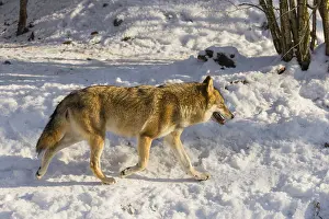 Forest Ground: An adult female grey wolf (Canis lupus lupus) walks across the snowy forest floor on a cold