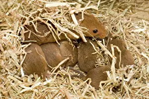 Micromys: Adult female Harvest Mouse with ten-day old young in nest